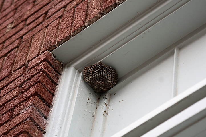 We provide a wasp nest removal service for domestic and commercial properties in Dollis Hill.